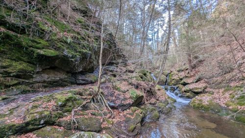 A serene forest scene featuring a winding stream, moss-covered rocks, and trees in a tranquil, natural setting.