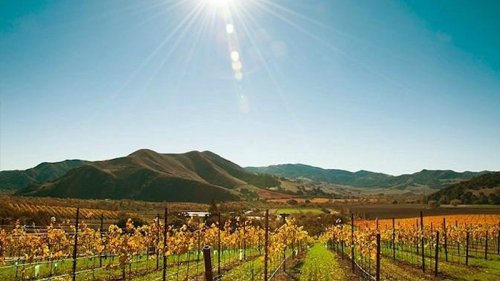 A sunlit vineyard with rows of yellowing vines, set against rolling hills and a clear blue sky.