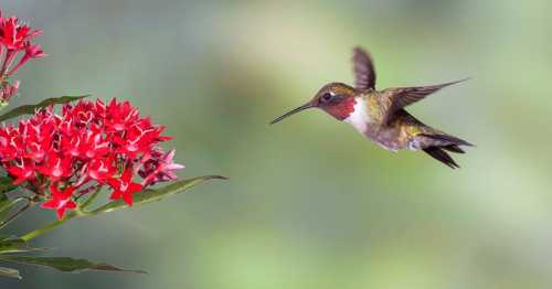 A hummingbird hovers near vibrant red flowers against a soft, blurred green background.