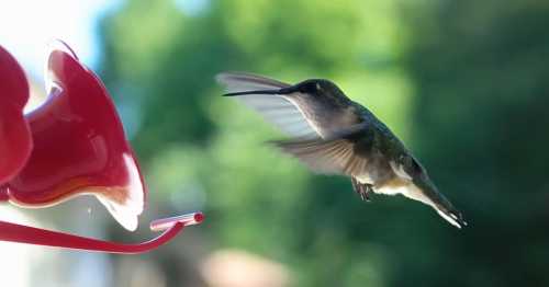 A hummingbird hovers near a red feeder, wings blurred in motion against a green background.