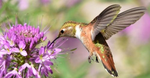 A hummingbird hovering near vibrant pink flowers, with its wings spread and beak extended to sip nectar.
