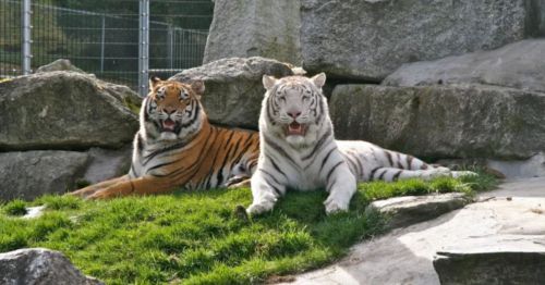 Two tigers, one orange and one white, lounging on a grassy area surrounded by rocks.