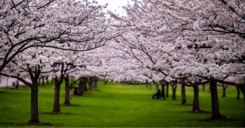 A serene pathway lined with blooming cherry blossom trees, creating a picturesque scene of pink flowers and green grass.