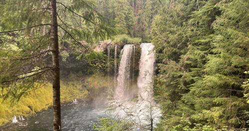 A serene waterfall cascades into a lush green forest, surrounded by tall trees and vibrant moss.