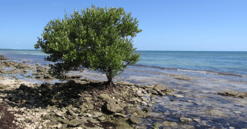 A lone tree stands on rocky shorelines by the calm blue sea under a clear sky.