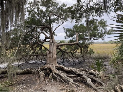 A large, twisted tree with exposed roots stands near a marsh, surrounded by tall grass and hanging moss.