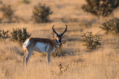 A pronghorn antelope stands in a grassy field, looking back towards the camera with shrubs in the background.
