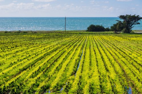 Vibrant green vineyard rows stretch towards the ocean under a clear blue sky, with trees in the background.