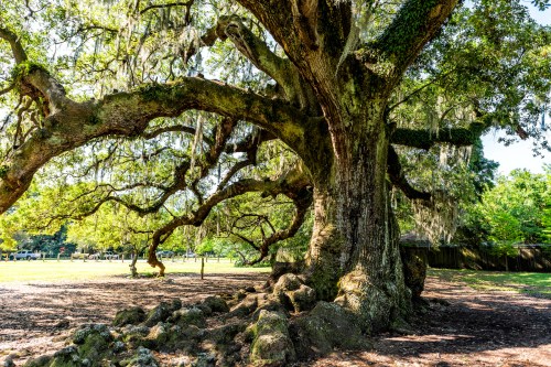 A large, moss-covered tree with sprawling branches in a sunny park setting, surrounded by green grass and distant trees.