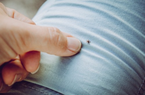 A close-up of a person's finger pointing at a small spider on light blue fabric.