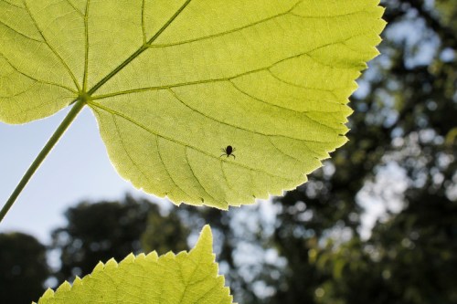 A close-up of a large green leaf with a small insect silhouetted against the sunlight.