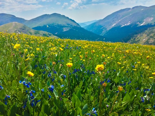 A vibrant field of wildflowers in yellow and blue, set against a backdrop of rolling mountains and a clear sky.