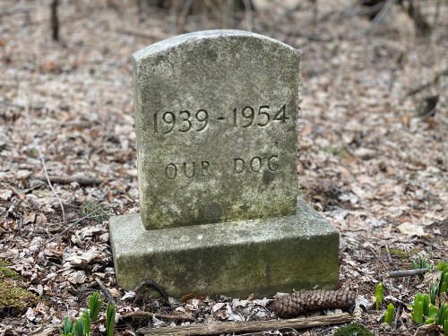 A weathered gravestone in a wooded area, inscribed with "1939-1954" and "OUR DOG." Surrounded by fallen leaves and greenery.
