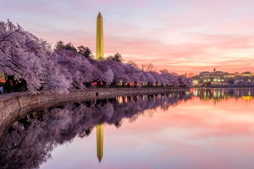 Cherry blossoms in bloom by the Washington Monument, reflecting in the calm water at sunset.