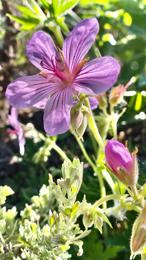 A close-up of a pink flower with delicate petals and purple stripes, surrounded by green foliage and buds.
