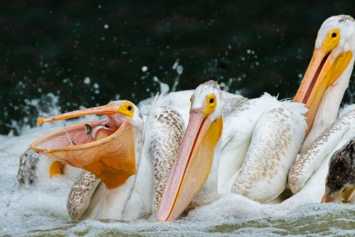 Three pelicans with open beaks are splashing in water, hunting for fish.