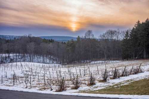 A winter landscape with bare vines, snow, and a sunset over distant hills and trees.