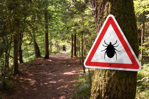 A warning sign for ticks on a tree in a forested area with a dirt path and lush greenery.