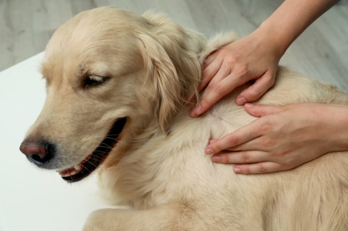 A person gently massages the neck of a smiling golden retriever on a light-colored surface.