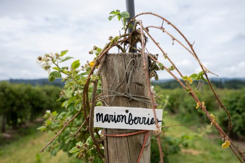A wooden post in a vineyard with a label reading "marionberry" and vines growing around it.