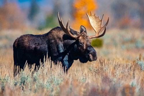 A majestic moose with large antlers stands in a colorful, blurred landscape of grass and trees.