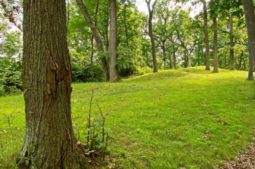 A serene forest scene featuring tall trees and a grassy hillside under soft sunlight.