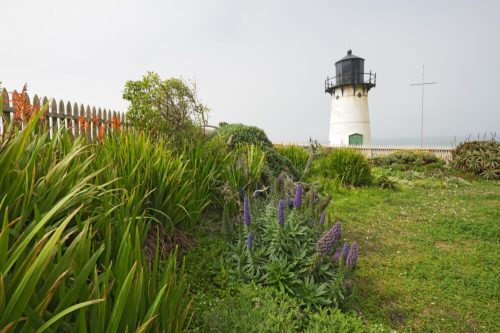 A lighthouse stands near a garden with green plants and purple flowers, overlooking the ocean on a foggy day.