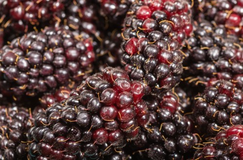Close-up of ripe blackberries, showcasing their deep purple-black color and textured surface.