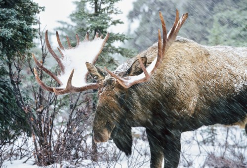 A moose stands in a snowy landscape, with snowflakes falling and settling on its large antlers.