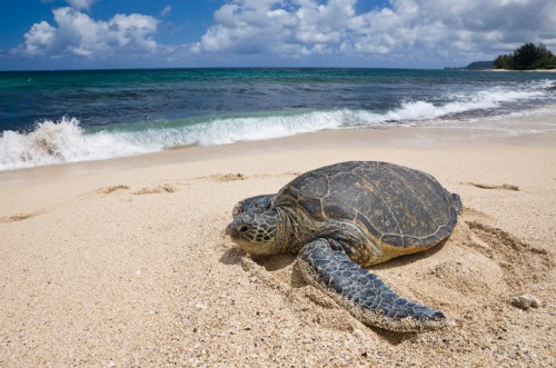 A sea turtle resting on a sandy beach with gentle waves and a blue sky in the background.