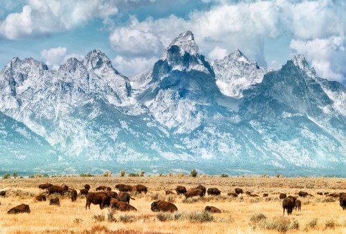 A herd of bison grazes in a grassy field with snow-capped mountains and a blue sky in the background.