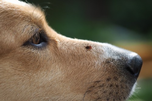 Close-up of a dog's face with a small insect resting on its nose, showcasing the dog's calm expression.