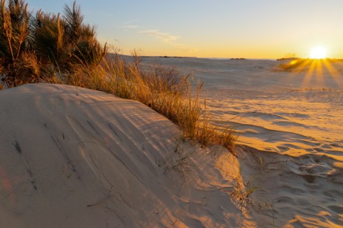Sunset over a sandy dune, with grass and plants in the foreground, casting long shadows across the landscape.
