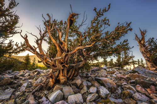 A gnarled, ancient tree stands among rocky terrain, surrounded by green foliage under a clear blue sky.