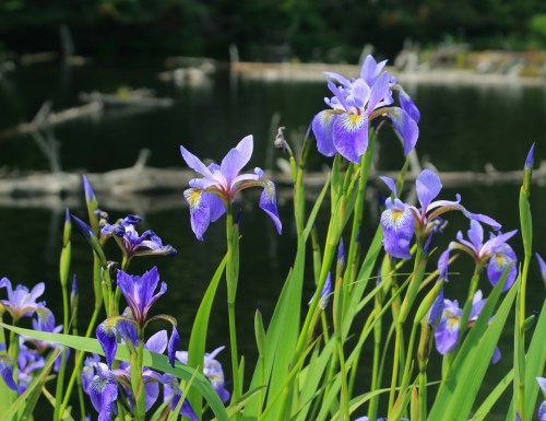Vibrant purple irises bloom beside a calm, reflective body of water, with logs visible in the background.