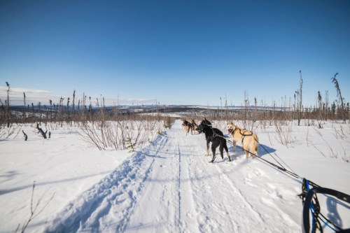 A team of sled dogs pulls a sled along a snowy trail under a clear blue sky.