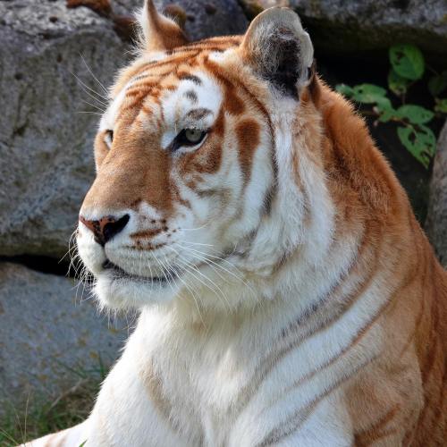 A close-up of a white tiger with striking blue eyes, sitting against a rocky background with greenery.