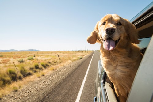 Golden Retriever enjoying a road trip with its head out the car window