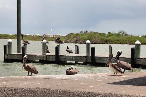 A group of pelicans resting near a dock on a calm waterway, with greenery and buildings in the background.