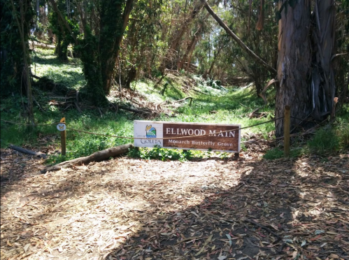 Sign for Ellwood Main, Monarch Butterfly Grove, surrounded by trees and natural foliage.