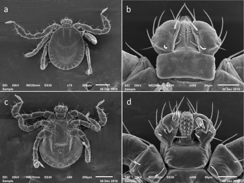 Four scanning electron microscope images of a tick, showing different angles and details of its anatomy.