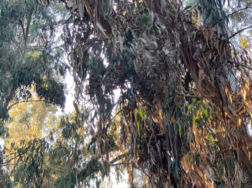 Eucalyptus tree with sunlit leaves and dry, brown foliage in a natural setting.