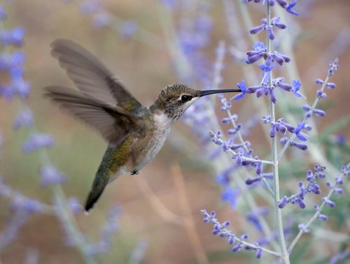 A hummingbird hovers near purple flowers, its wings a blur as it feeds from the blossoms.