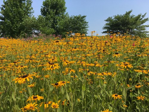 This Butterfly Garden Is A Lovely Early Spring Day Trip In Kentucky