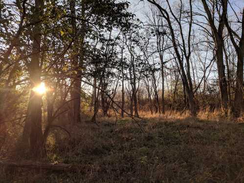 Sunlight filters through trees in a serene forest, casting warm light on tall grass and creating a peaceful atmosphere.