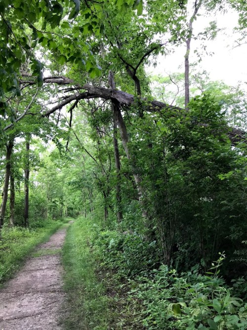 A dirt path winds through a lush green forest, with a fallen tree arching over the trail.