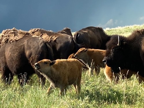 A group of bison grazing in a grassy field, with a young bison calf in the foreground. Dark clouds loom in the background.