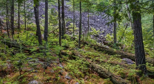 A lush forest scene with tall trees, ferns, and fallen logs, leading to a rocky area in the background.