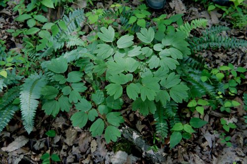 A cluster of green leaves from a plant surrounded by ferns and fallen leaves on the forest floor.