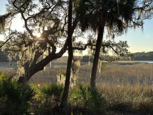 Sunlight filters through trees draped in Spanish moss, illuminating a serene wetland landscape.